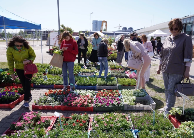 Kā izvēlēties sēklas, kas patiešām dos ražu? Gudrā sēklu un stādu pircēja špikeris