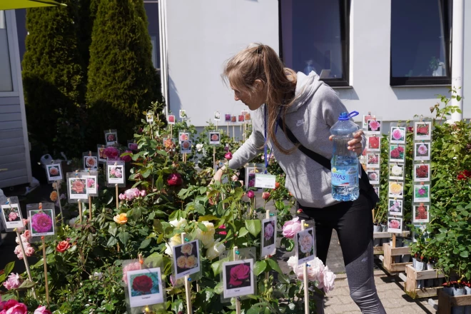 Pirms iegādāties stādus tirgū, tie rūpīgi jāpalūko un nevajadzētu kautrēties pārdevēju iztaujāt par tā īpašībām un piemērotību.
