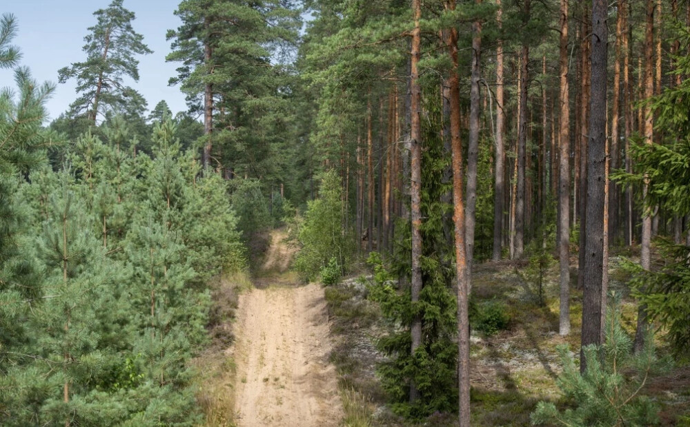 Latvijas meži gadsimtu gaitā: te vairāk, te mazāk