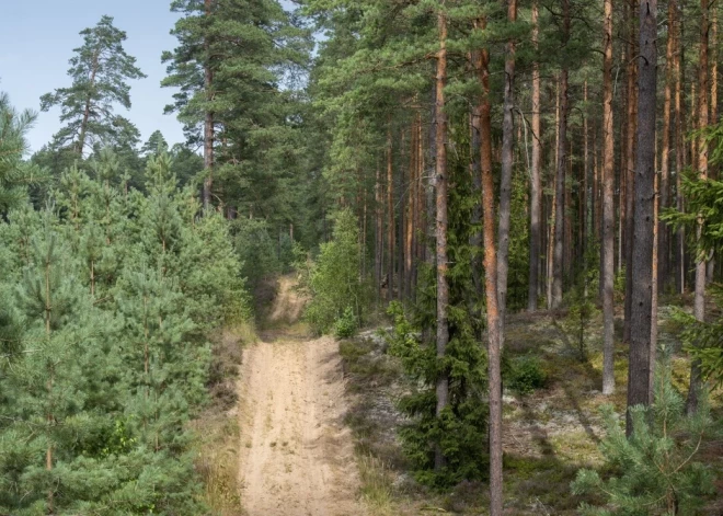 Latvijas meži gadsimtu gaitā: te vairāk, te mazāk