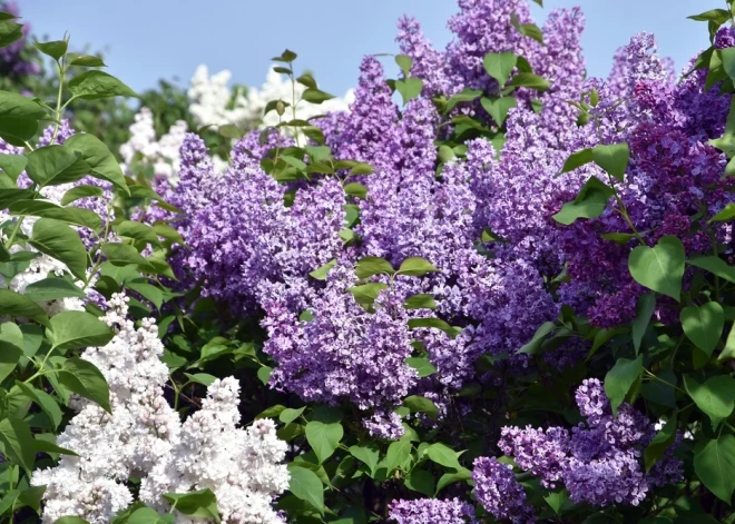 Aprīlis tam ir ideāls laiks: kā apkopt ceriņus, lai tie vēlāk bagātīgi ziedētu