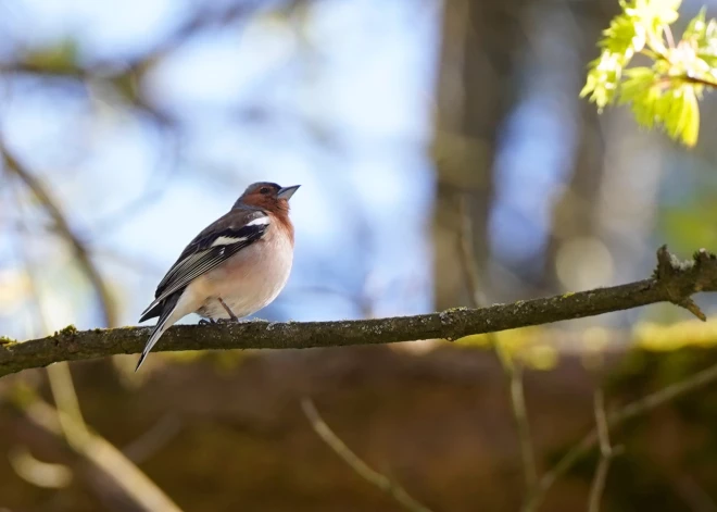 Piektdien pastiprināsies vēja brāzmas