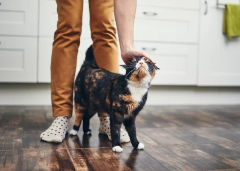 Kaķi ir personības, un viņu privātās robežas ir jāievēro.