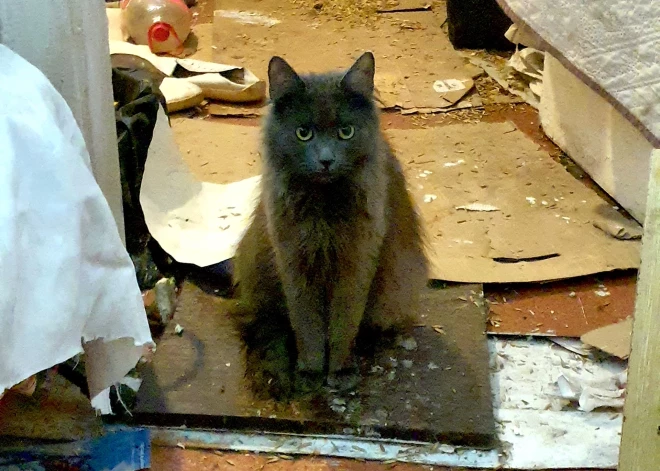 Pārbaude tika veikta, pamatojoties uz iedzīvotāju sūdzībām par iespējamiem dzīvnieku labturības prasību pārkāpumiem.