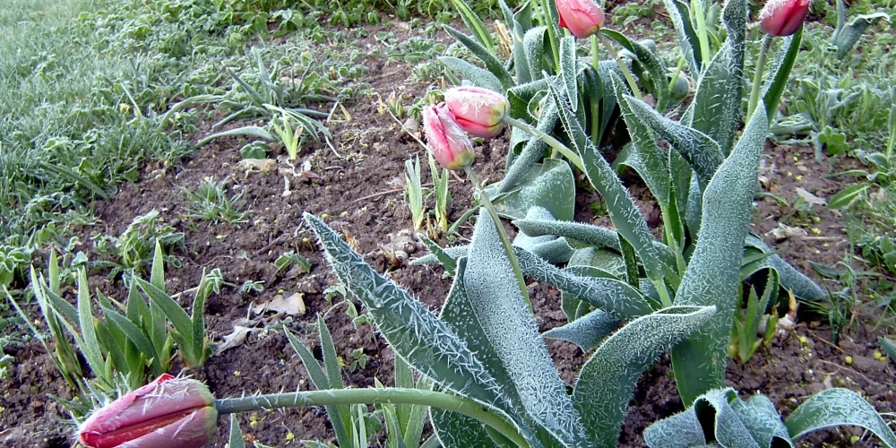 Sestdien kļūs vēl par grādu vēsāks.
