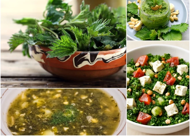 Svaigas nātres tavā šķīvī - kā tās pareizi sagatavot un pagatavot