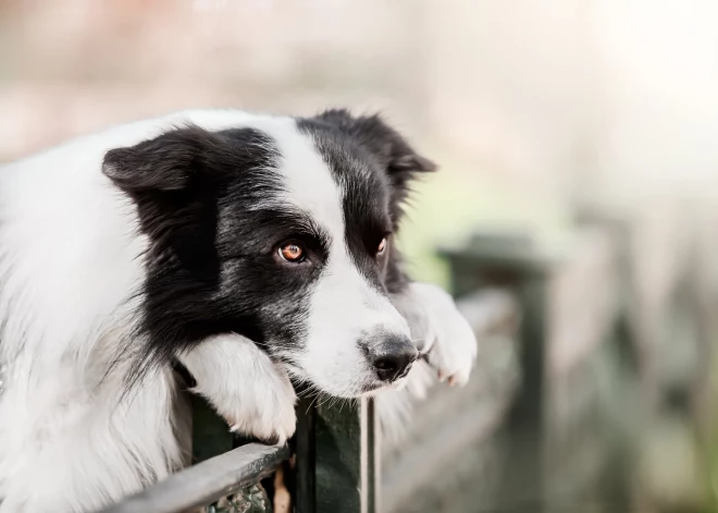 Saimnieks miris, kas gādās par viņa skumstošo mīluli?
