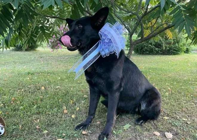 Pirms deviņarpus mēnešiem Madonas pusē pazudušo suni laimīgi atrod Igaunijā