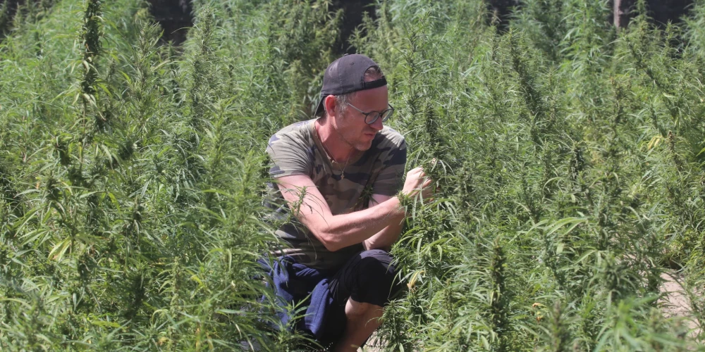 Zaļumos Džinaka salā Gambijas upē – Sandijs iepazīst marihuānas plantāciju. Kaut gan Gambijā narkotikas un arī zālīte ir aizliegta, te ir sava republika, kam policija netraucē. Viss sakārtots.