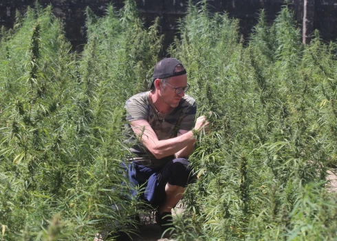 Zaļumos Džinaka salā Gambijas upē – Sandijs iepazīst marihuānas plantāciju. Kaut gan Gambijā narkotikas un arī zālīte ir aizliegta, te ir sava republika, kam policija netraucē. Viss sakārtots.