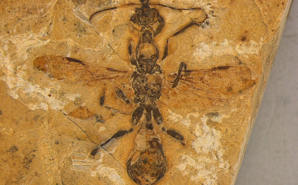 Brazīlijā atrasta 113 miljonus gadu sena "elles" skudras fosilija, kas dzīvoja līdzās dinozauriem