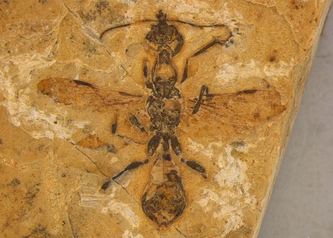 Brazīlijā atrasta 113 miljonus gadu sena "elles" skudras fosilija, kas dzīvoja līdzās dinozauriem