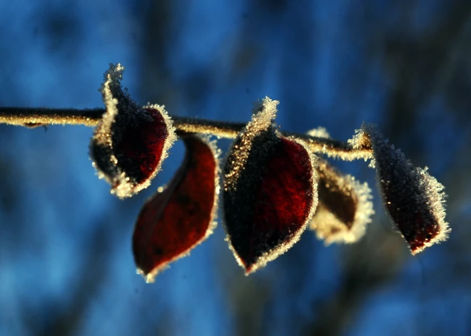 Ночью почти по всей Латвии ожидаются заморозки