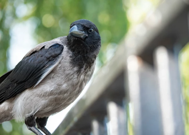Tartu terorizē dusmīga vārna. "Ejot viņai garām, es ņemu līdzi nūju!"