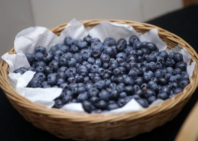 Коварный апрель: неужели в этом году латвийцы останутся без черники?