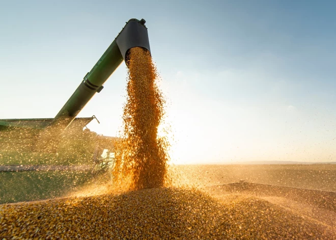 От потока к капле: транзит зерна из России через Латвию стремительно упал