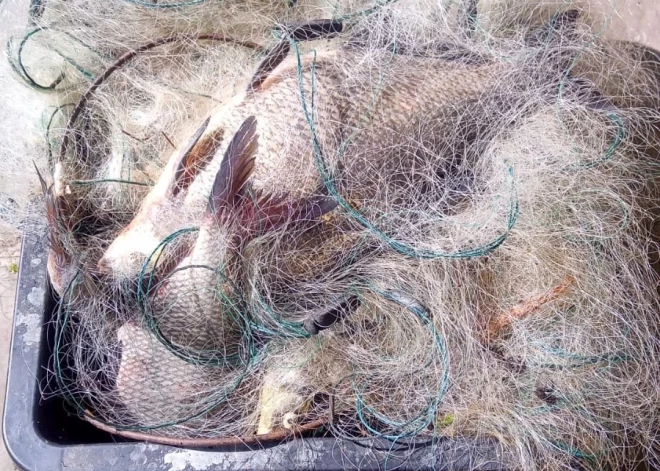 VVD pieķer maluzvejniekus Daugavā pie Staburaga un pie Pērses upes