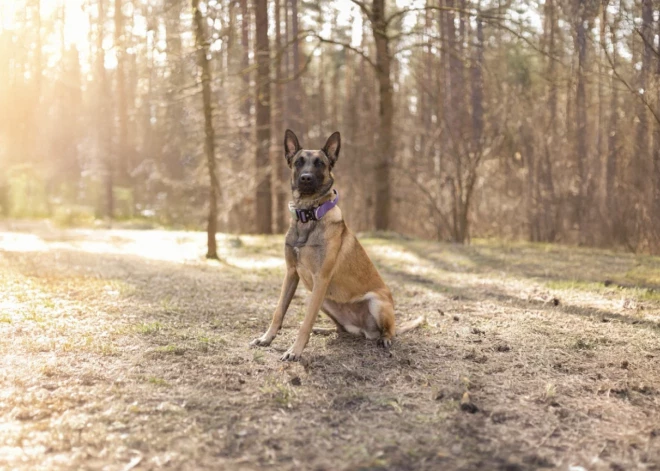 Policijas suns Brīze atrod personu, kura pameta negadījuma vietu; aizbēgušais sēdēja grāvī un dzēra bezalkoholisko alu
