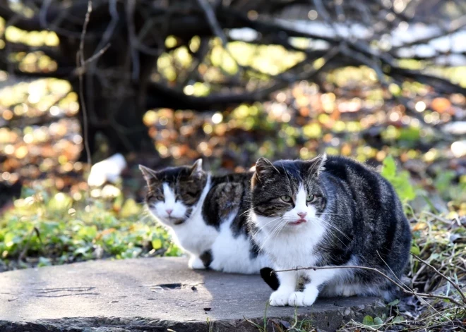 Организация по спасению животных и столичные чиновники обвиняют друг друга в нарушении договора