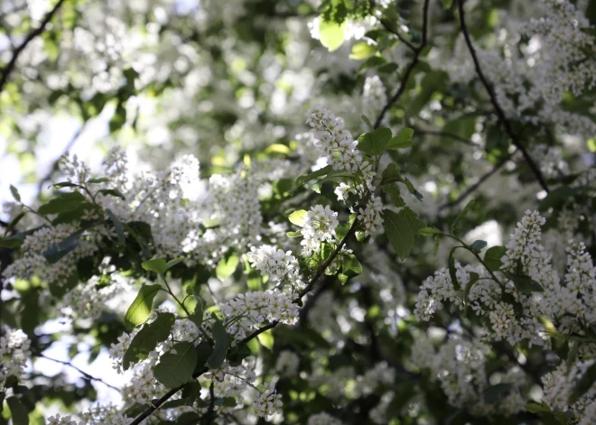 В первый день мая готовьтесь к ветреной погоде и наслаждайтесь солнцем