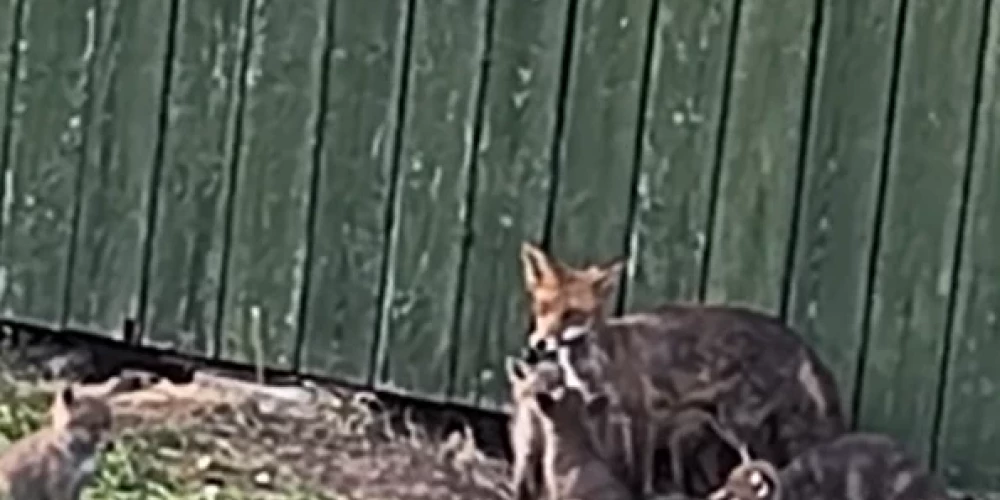 Lapsa ar lapsēniem Jāņupē (ekrānuzņēmums no video)