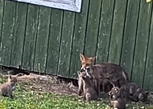 Lapsa ar lapsēniem Jāņupē (ekrānuzņēmums no video)