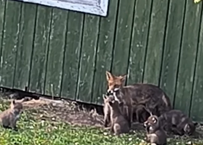 Lapsa ar 8 lapsēniem pārsteidz saimnieci Olaines novada Jāņupē, iemitinoties zem dārza mājiņas