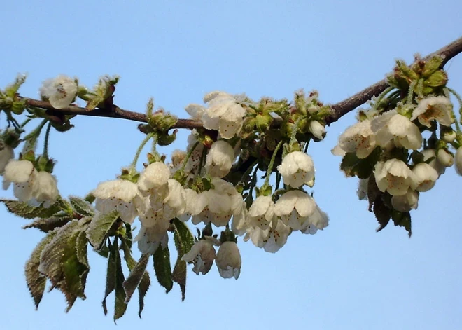 Aizvadītās nedēļas salna veikusi sitienu pa augļkopju maciņiem