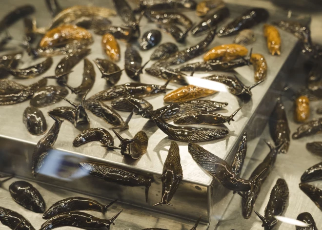 Liepājas Pētertirgū atklāta nodibinājuma "Nodibinājums Liepāja 2027" (Liepāja 2027) organizētā laikmetīgās mākslas izstāde "Bažas. Trakās dienas."