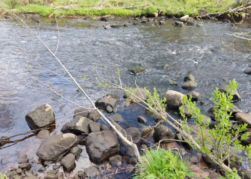 Aizverot mazā Braslas HES slūžas upē pazeminājās ūdens līmenis, kā rezultātā iet bojā nēģu ikri.