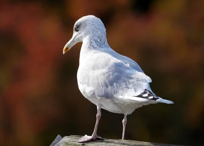 Весенний микс: дожди, грозы и мокрый снег в Латвии в понедельник