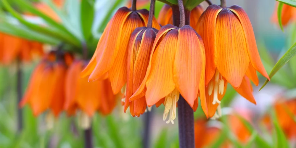Karaliskā  fritilārija