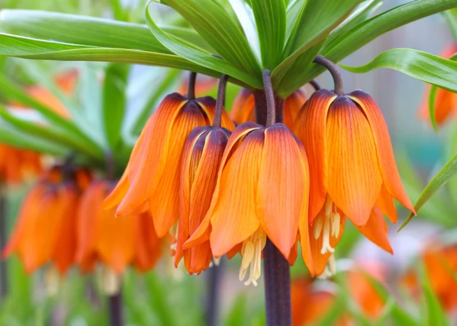 Karaliskā fritilārija – pavasara dārza ziedu kroņprincese
