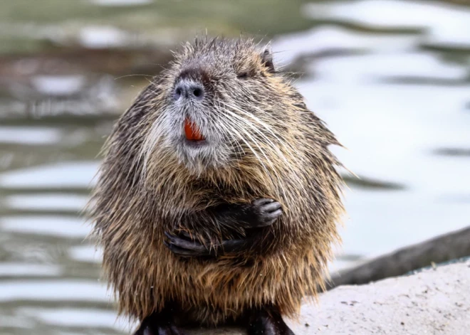 "Хорошие, похоже, у него были выходные!" Спасатели в Риге помогли бобру, который вылез из пруда и прошел 500 м