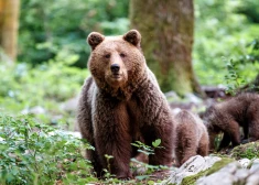 Brūno lāču skaits Latvijā aug! Dabas aizsardzības pārvalde uzsver, ka nav pamata atcelt to aizsardzību