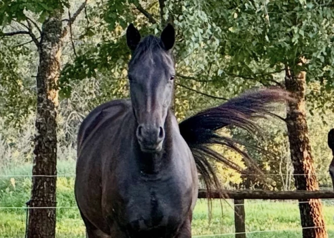 Jēkabpils novadā pazudusi ķēvīte - pastāv aizdomas par negodprātīgu rīcību