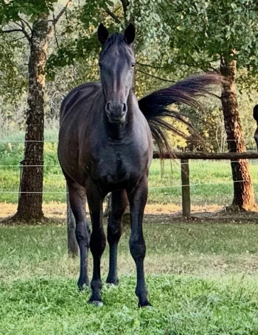 Saimnieki Jēkabpils pusē izmisīgi meklē pazudušo ķēvīti Zizī.