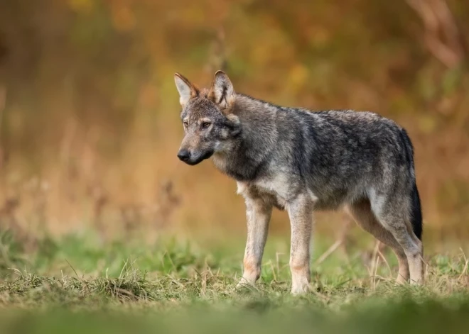 Убивайте, но понемножку: евродепутаты лишили волков неприкосновенности