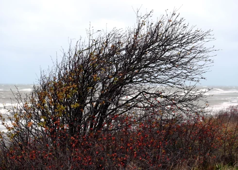 Trešdien Latvijā gaisa temperatūra nepakāpsies augstāk par +6..+10 grādiem, prognozē sinoptiķi.