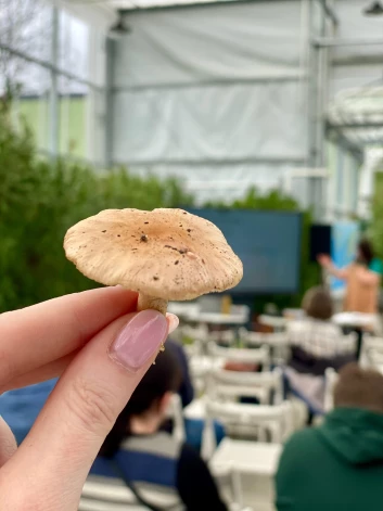 Noslēpumainais atradums.