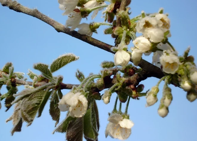 Утепляемся! Ночью на большей части страны температура воздуха опустится ниже нуля