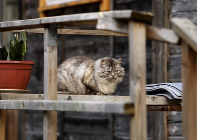 Tiek rosināts veidot specializētu dzīvnieku glābšanas vienību un vienotu palīdzības tālruni