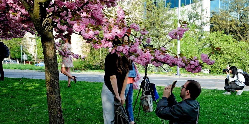 Novērots, ka lauku iedzīvotājiem ir mazāk alerģiju. Mijiedarbojoties ar piesārņojumu, putekšņi kļūst agresīvāki, bet elpceļu gļotādas ievainojamākas. Pilsētvide alerģijas padara bīstamākas.