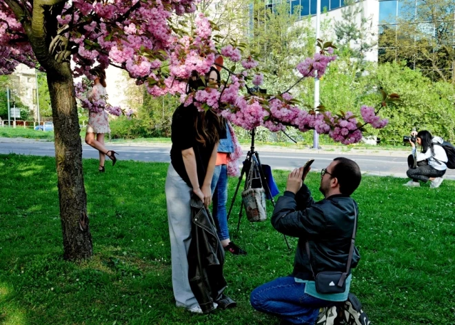 Apkārt viss zied un plaukst, bet 40% eiropiešu ir pārmocījušas alerģijas. Stāsta alergoloģe Signe Puriņa