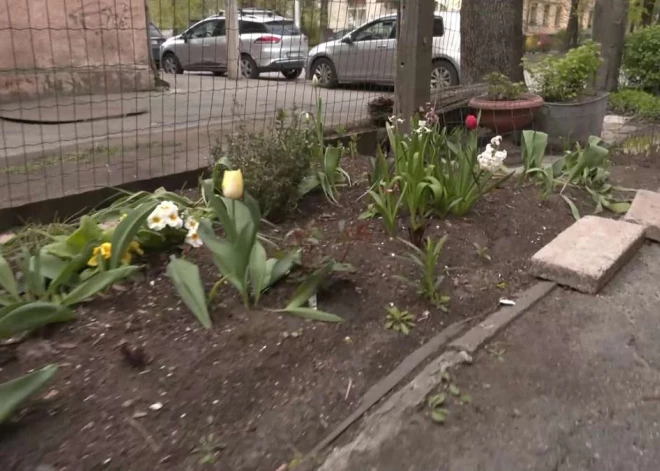 "Совсем неадекватная тетя!" На Тейке под покровом ночи женщина почти подчистую обобрала чужую клумбу с тюльпанами