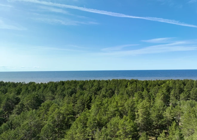 Лучше вырубим сами, чем это сделают русские - министр о лесах и деньгах на оборону