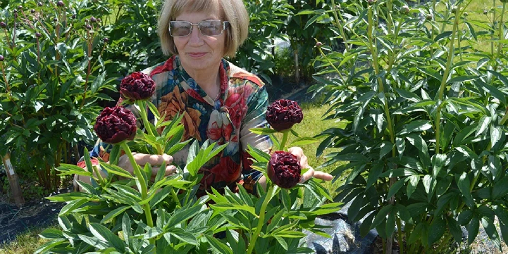 Dagnija Voika savā peoniju dārzā