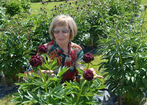 Dagnija Voika savā peoniju dārzā