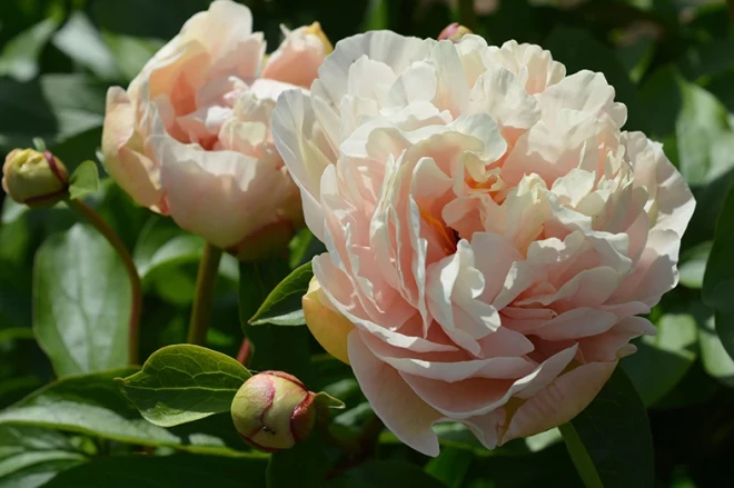 Dagnijas Voikas izveidotais peonijas hibrīds