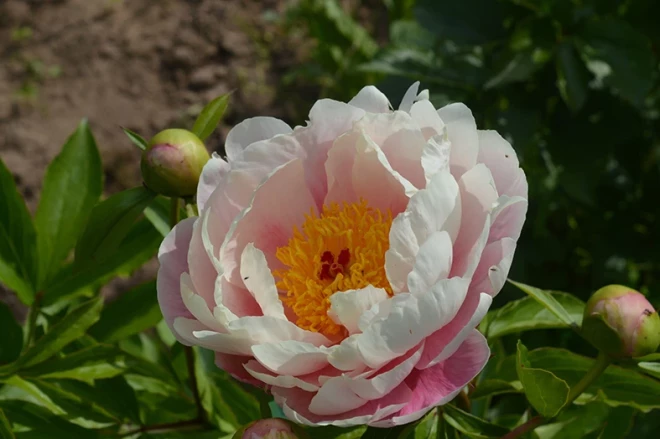 Dagnijas Voikas izveidotais peonijas hibrīds.